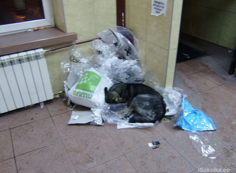 Pies śpi spokojnie na stercie śmieci (iSokolka.eu)