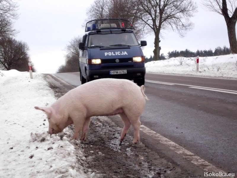 Mała świnka uciekła gospodarzowi i stała się sławna (iSokolka.eu)